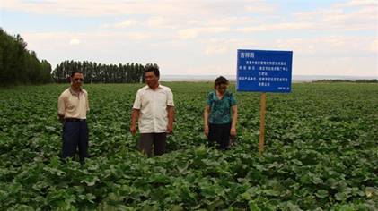 07年哈密地區(qū)土肥站技術(shù)專家在察看哈密瓜示范地.jpg